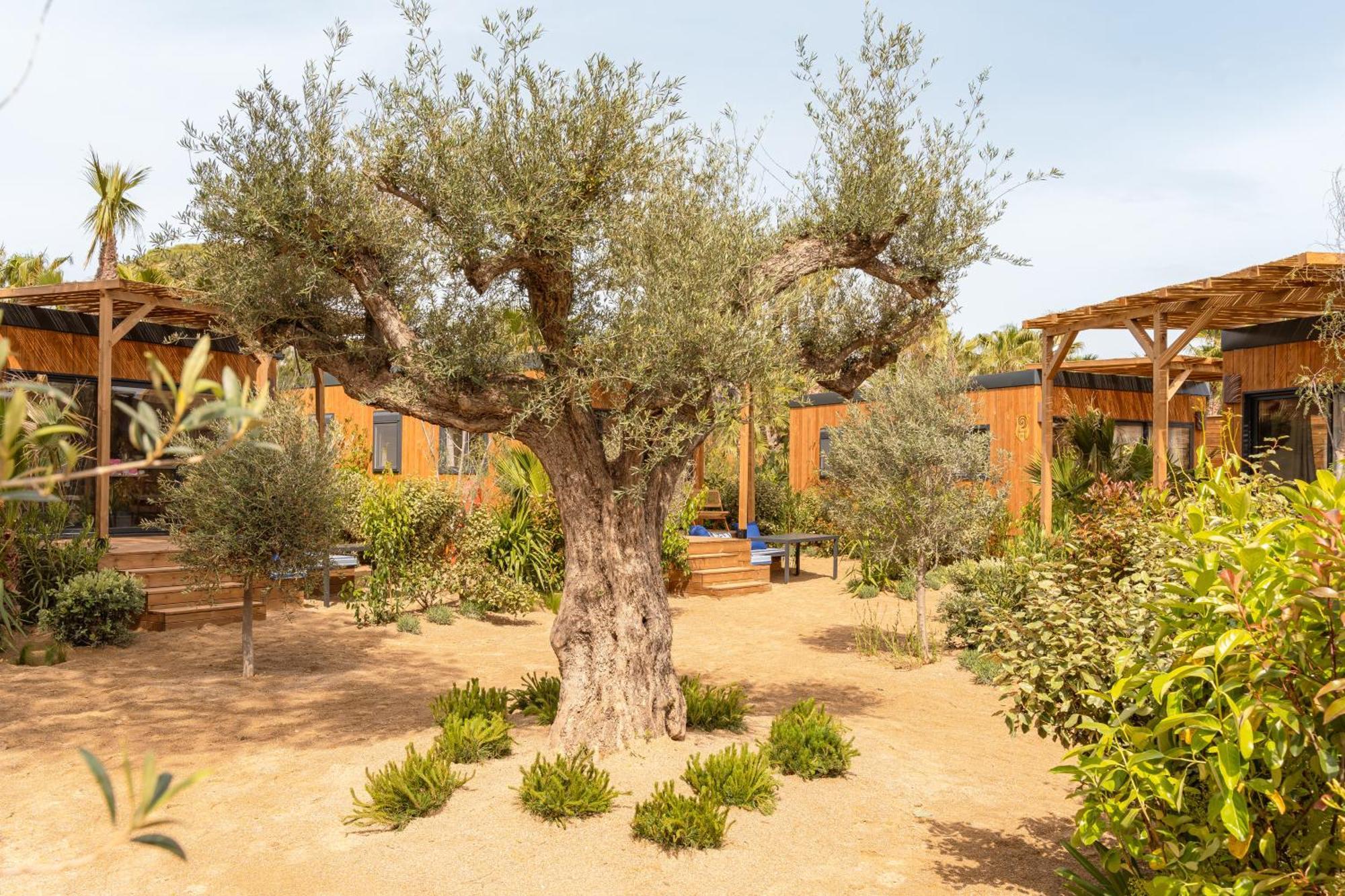 Toison D'Or Hotel Ramatuelle Exterior foto Olive trees in the garden of the hotel